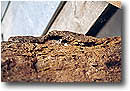 foto02_mini.jpg (4760 byte)